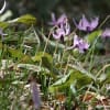 泉自然公園　カタクリの花　２０１２－４－１
