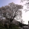 宇陀の仏隆寺千年桜