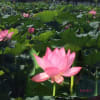 蓮の花多重撮影