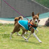 Basenji Gathering 26/May/2019 OFF会　Part2