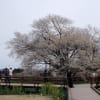 熊本阿蘇の「一心行の桜」