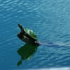 びわ湖の亀
