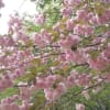 佐倉城址公園のお花見