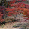 大井平公園の紅葉
