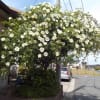 2017年　和ママ家の薔薇の花園で～す。