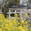 高見神社界隈の桜_150330