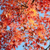 紅葉の箱根！