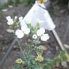 だいこんの花　平成29年4月22日（土）仏滅