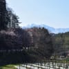 2018/04 美麻の黄色い絨毯　～中山高原～