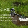 筑波実験植物園で見た六種類の水性植物