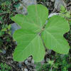 多摩川の植物：８月～９月：その１
