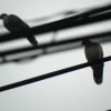 marz ドジが２羽で会いにきた