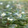 植物園　春の花　その１