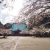 2014年　鎌倉桜模様