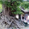 埼玉県東松山市　正法寺のイチョウの巨樹 22