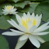 里美の睡蓮と花菖蒲