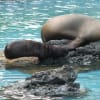 天王寺動物園でキリンが見られるようになっていました