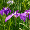 正覚寺の紫陽花と花菖蒲