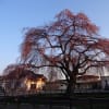法亀寺の枝垂れ桜２０１５・４・２６