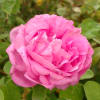 La Reine