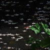 渓流のエゴノキの落花