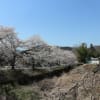 ソメイヨシノ 埼玉県秩父郡長瀞(5)井戸の桜並木