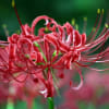 万葉草花苑の秋