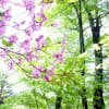 【AMC2ndSTEP】05/21-22 YFクラブイベント 雲取山