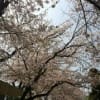 長野の桜、満開