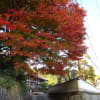 三次市尾関山と鳳源寺境内の紅葉