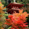 京都の紅葉１