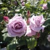 花～神代植物公園の薔薇