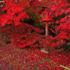2012年紅葉の京都(ダイジェスト版)