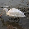 ２０１９年１月５日川島で白鳥