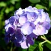 豊島園の紫陽花