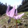 匠の森公園・カタクリ開花情報２０１５・４・２２