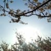 碧き宵淡き望月桜餅 (真鹿子)