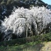 奥山田の枝垂れ桜
