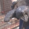 体長約47cmワニガメ発見警察1時間かけて捕獲