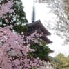 京都の桜・・・醍醐寺～勧修寺～伏見桃山~祇園