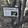 カラタネオガタマ（唐種招霊）の花