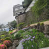 大村公園の花菖蒲を見に行く!