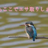 かわせみエサ取り