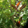 沖縄の植物-果樹