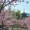 五ヶ瀬　浄専寺のしだれ桜