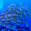 Underwater Photos 2