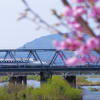 桂川堤と二条城の桜と花たち