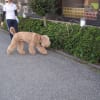 お泊り犬、朝夕のお散歩（わんわん柏） 