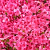 名古屋城本丸御殿公開