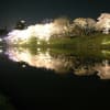 舞鶴公園の夜桜